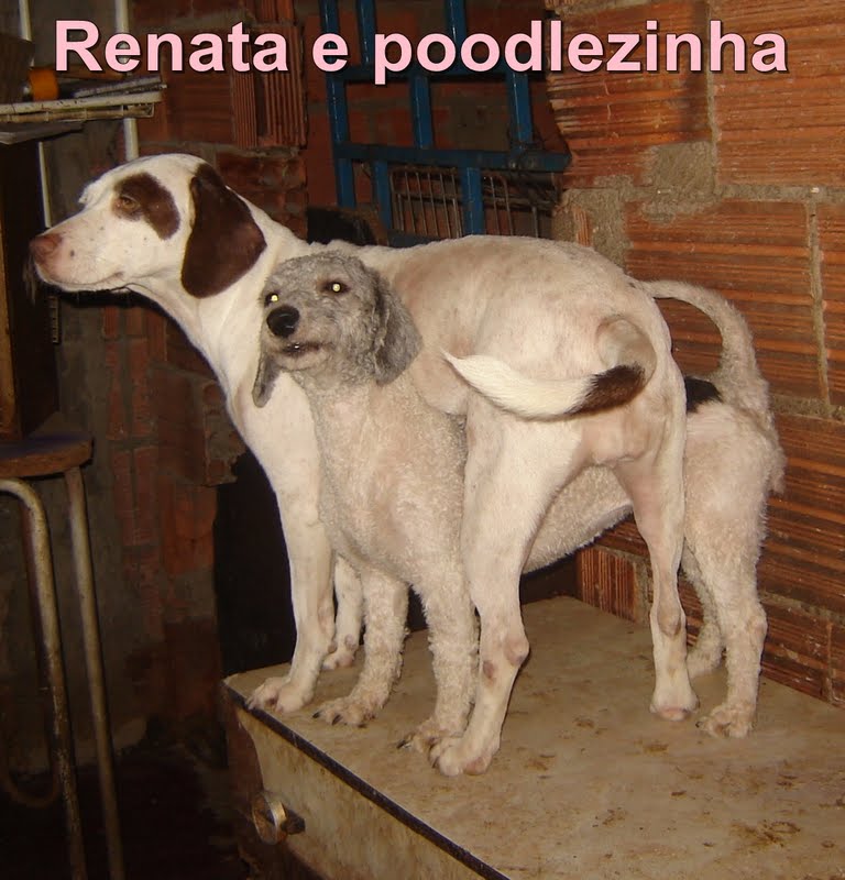 RENATAEPOODLE.jpg
