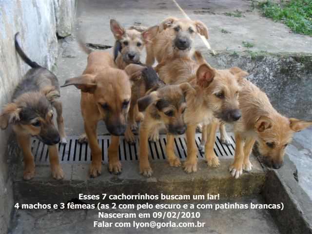 cachorrinhos lyon web.jpg