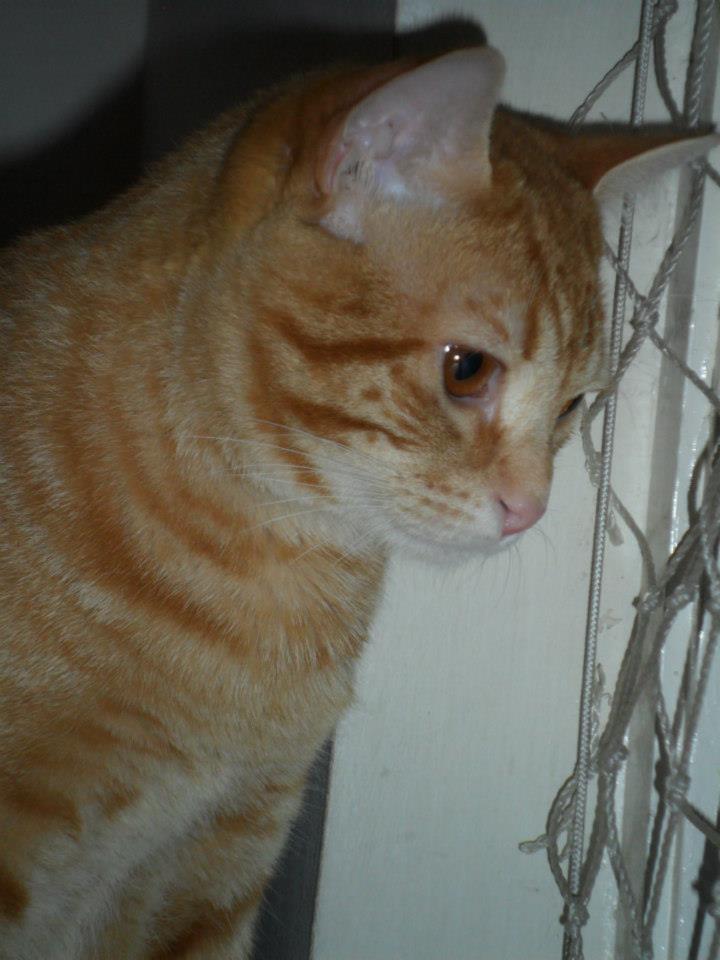 gatofreud.jpg