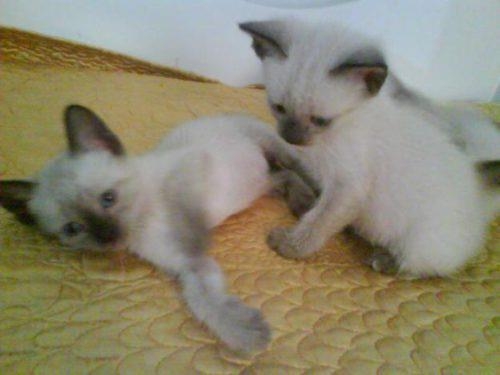 gatas.JPG