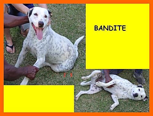 banditeI.JPG