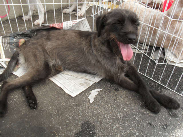animais_imagem19863[1].jpg