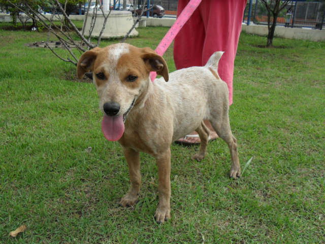 animais_imagem19864[1].jpg